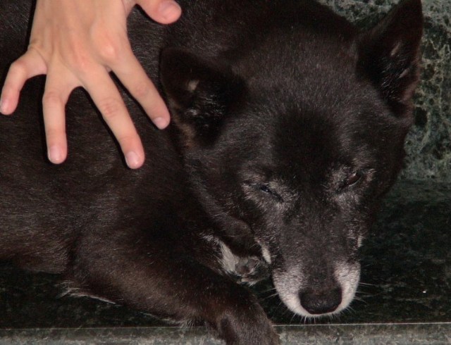 心動奇蹟-柴犬飼養和狗的眼皮觀察