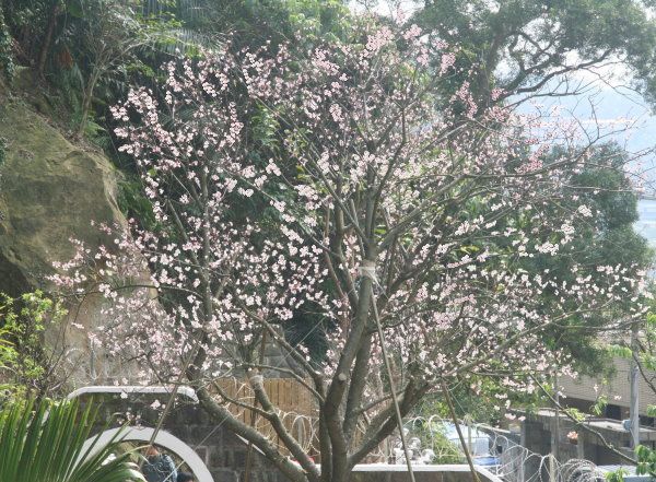 台灣樹醫師-楊甘陵醫師