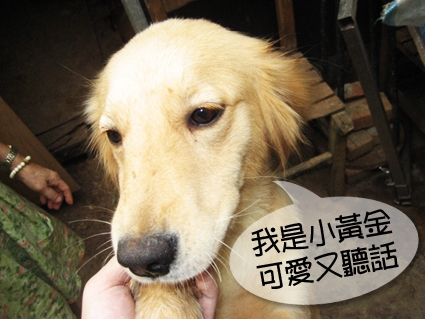 就算無法領養流浪犬,你也有另個方式幫助牠!!!
