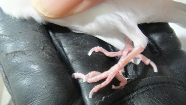 鳥類動物門診照片敘述剪輯!!