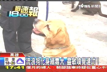 流浪狗化身緝毒犬 靈敏嗅覺建功!