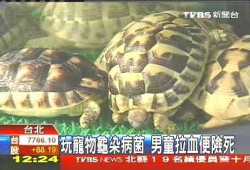 玩寵物龜染病菌 男童拉血便險死