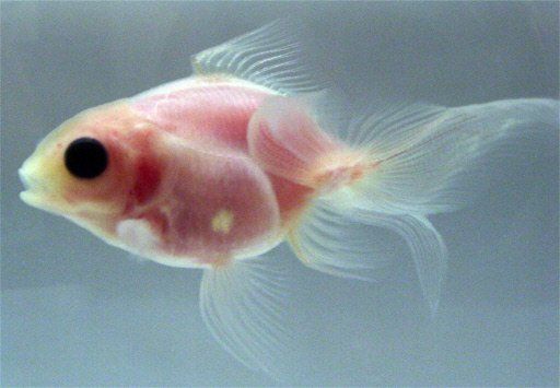日本成功培育透明金魚 心臟腦袋清晰可見