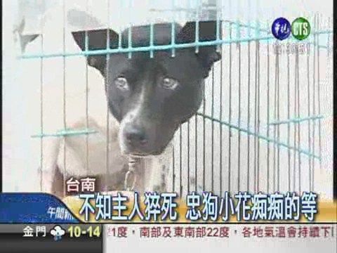 不知主人猝死 忠狗守候7天