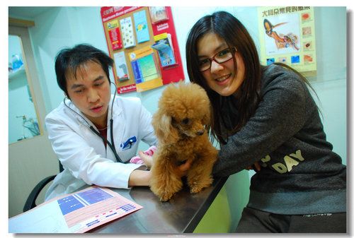 貴賓犬妹妹全套健檢及絕育,洗牙實錄