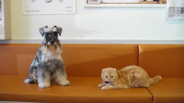 小丸子 V.S 可愛動物