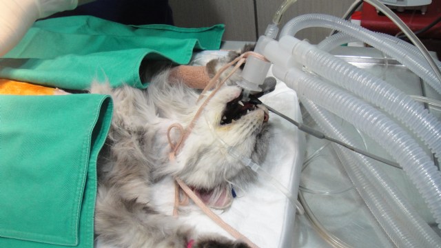 子宫积脓的金吉拉.软软(内有手术照片) - 小兽医