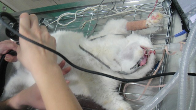 貓咪mimi的惡性乳腺癌