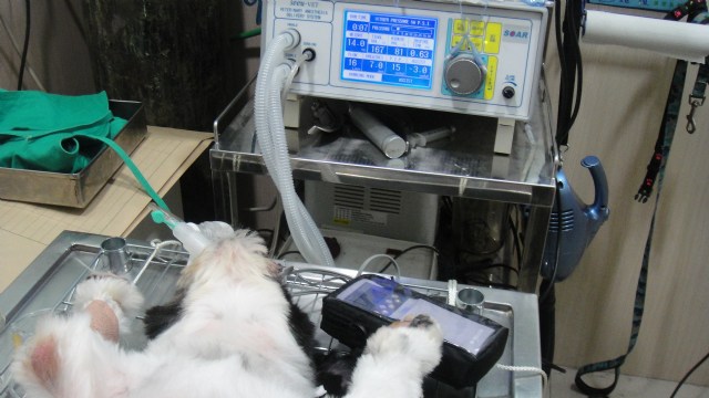 博愛動物醫院 尿路結石症 手術剪輯