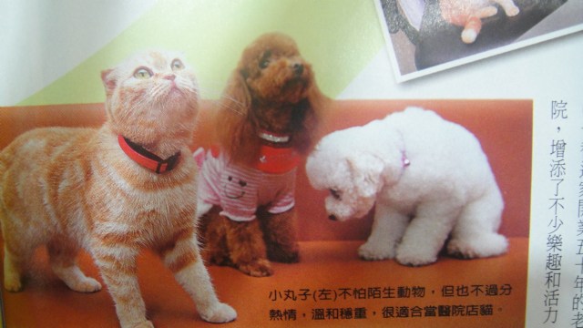 博愛動物醫院店狗店貓 壹週刊刊出