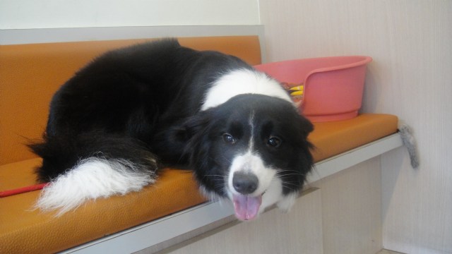 邊境牧羊犬...Miro...博愛就診實錄 (內有幾張手術照片)