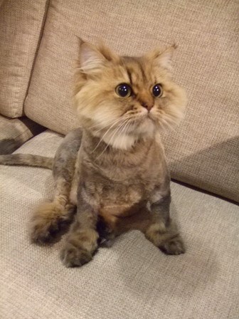 一些可爱猫咪的照片上来,供大家欣赏!_皮皮网 一些可爱猫咪的照片上来,供大家欣赏!