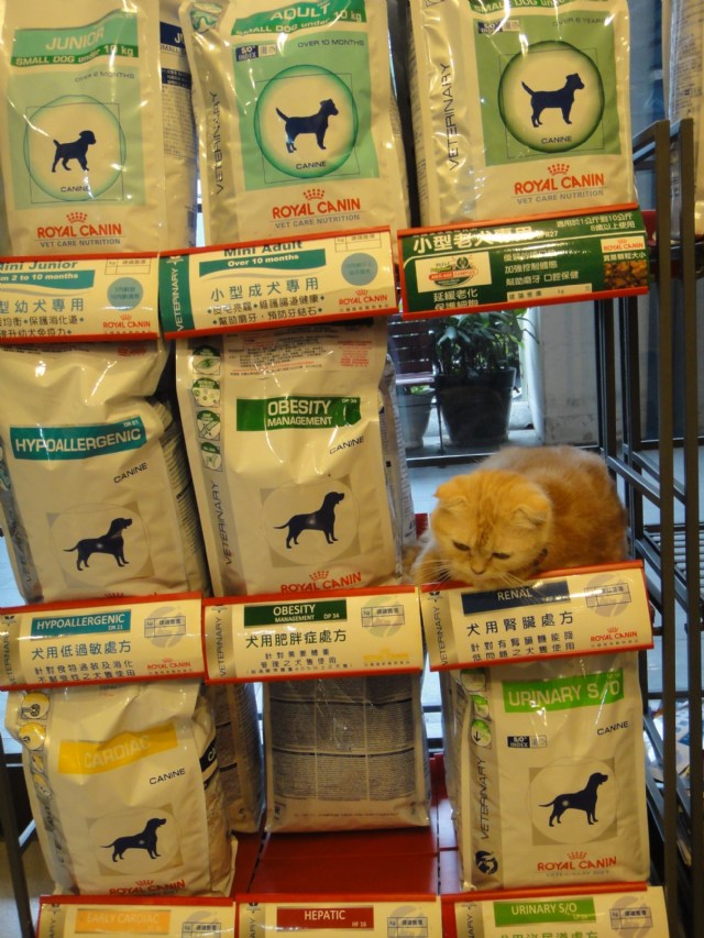 小丸子在博愛動物醫院寫真照