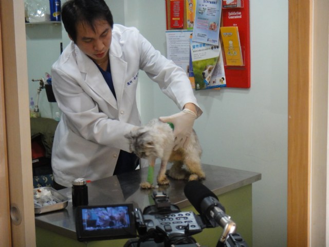 壹電視來博愛動物醫院採訪小獸醫