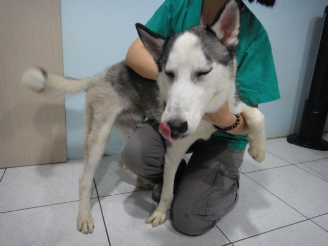 年輕哈士奇公犬 徵求認養!!