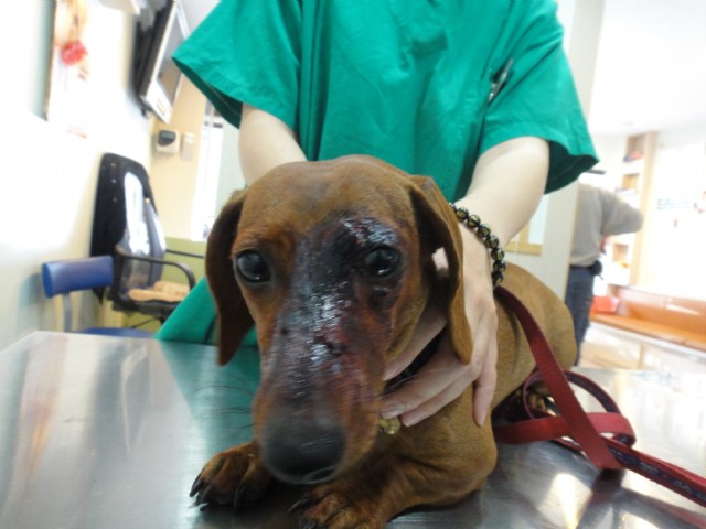 臘腸犬妞妞眼睛周圍的撕裂傷