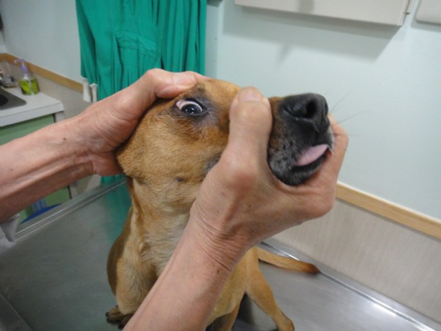 狗狗也要割雙眼皮?? (眼瞼內翻手術)