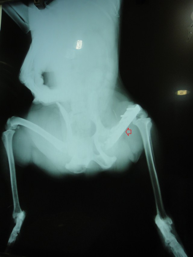 傑克羅素梗吐司 大腿骨板取出手術