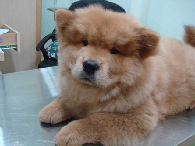 注意!! 黃麴毒素入侵寵物飼料!!