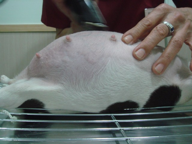 吉娃娃momo的剖腹產(內有手術血腥照片喔!)