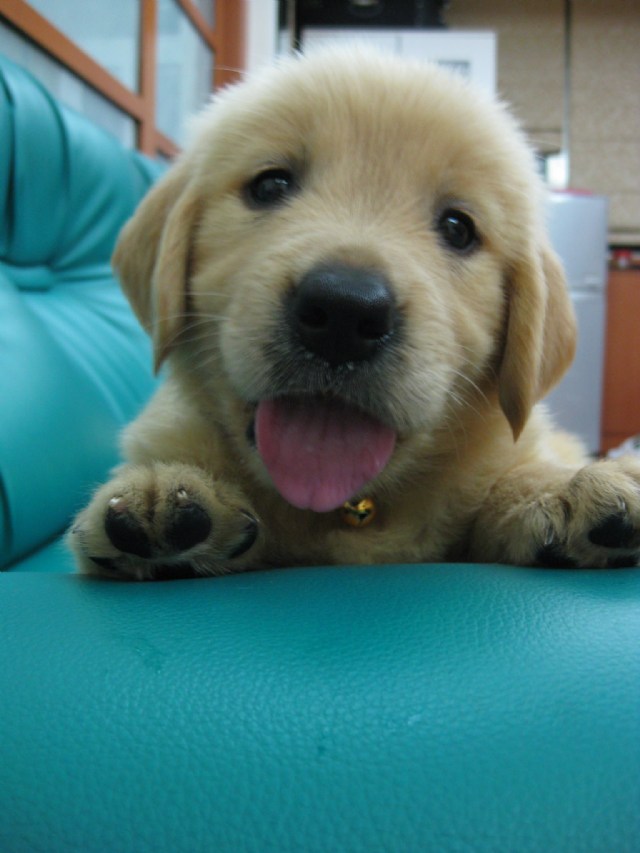 黃金獵犬...彭同同的SPA實況!