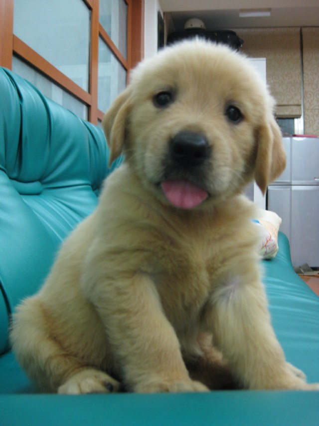 黃金獵犬...彭同同的SPA實況!