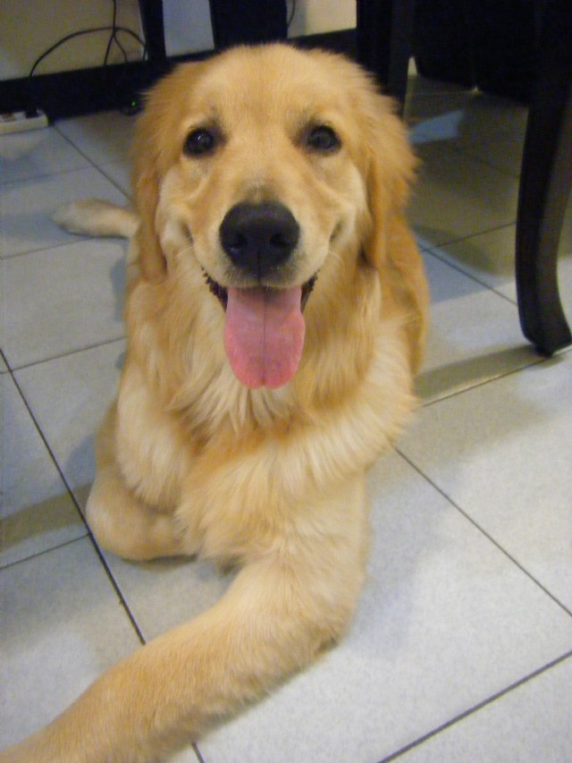 黃金獵犬...彭同同的SPA實況!