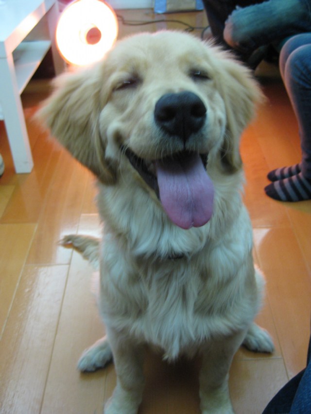 黃金獵犬...彭同同的SPA實況!