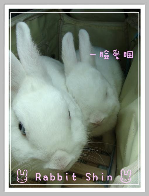 To House兔兔餐廳