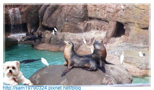 美西行part.4 ∼聖地牙哥海洋公園一日遊