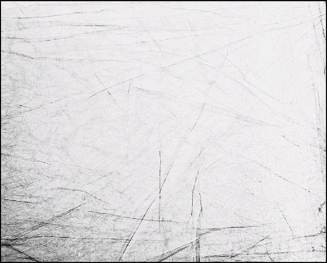 我在Emily Carr的(鳥)日子 (I)