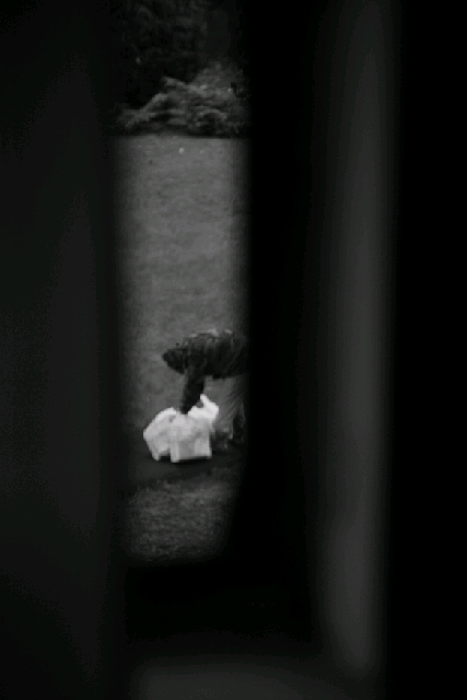 我在Emily Carr的(鳥)日子 (I)