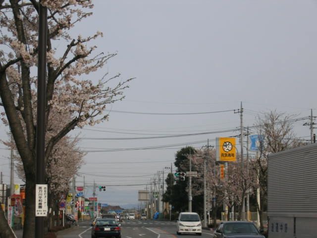 我家那條路的櫻花樹