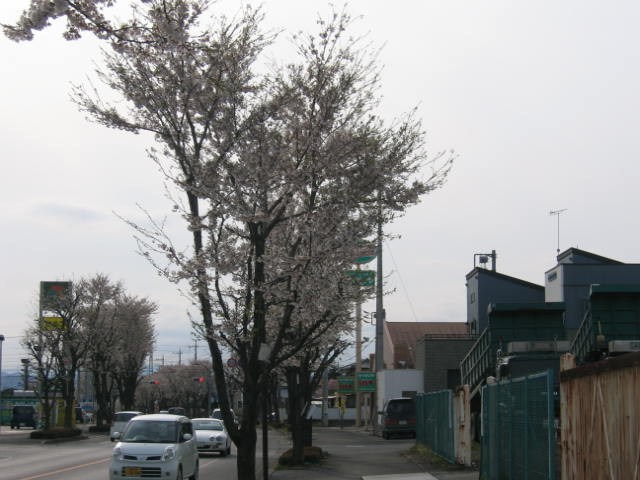 我家那條路的櫻花樹