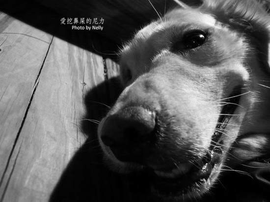 『狗狗』他的世界是如此模糊