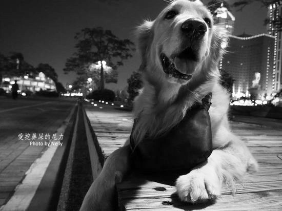 『狗狗』他的世界是如此模糊