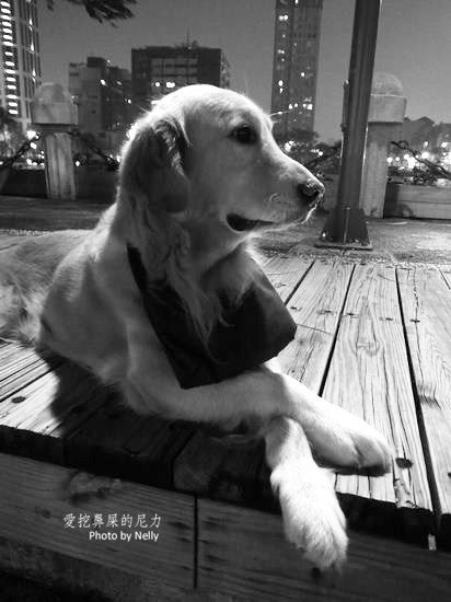 『狗狗』他的世界是如此模糊