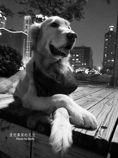 『狗狗』他的世界是如此模糊