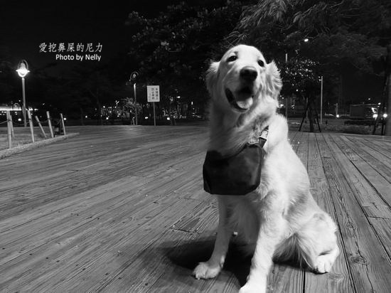 『狗狗』他的世界是如此模糊