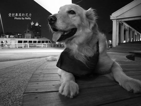『狗狗』他的世界是如此模糊