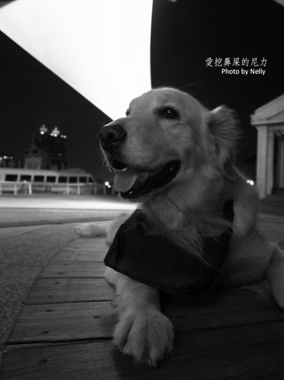 『狗狗』他的世界是如此模糊