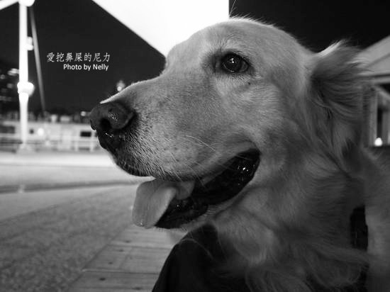 『狗狗』他的世界是如此模糊