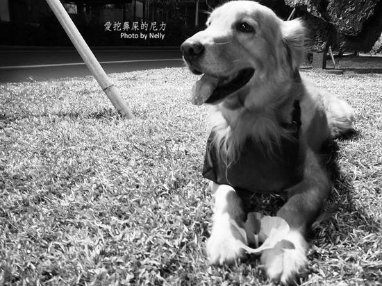 『狗狗』他的世界是如此模糊
