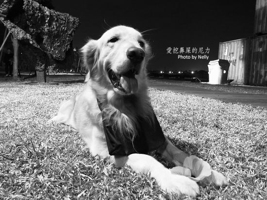 『狗狗』他的世界是如此模糊
