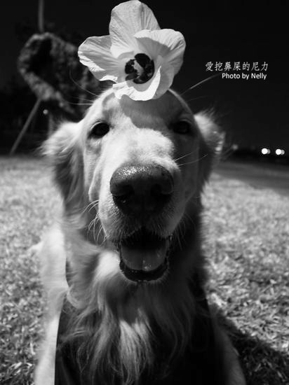 『狗狗』他的世界是如此模糊