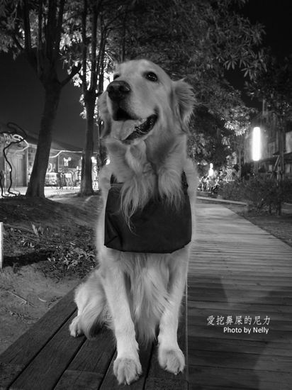 『狗狗』他的世界是如此模糊