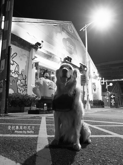 『狗狗』他的世界是如此模糊