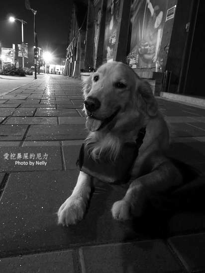 『狗狗』他的世界是如此模糊