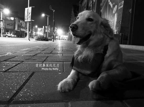 『狗狗』他的世界是如此模糊