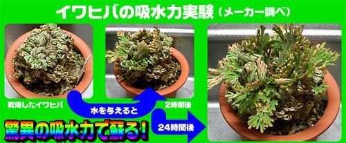 『保養』最水的水之天使